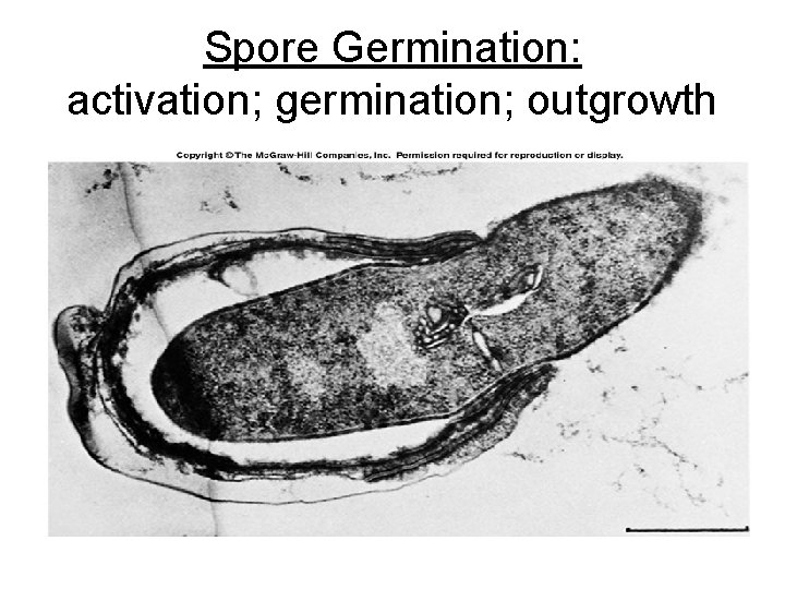 Spore Germination: activation; germination; outgrowth 