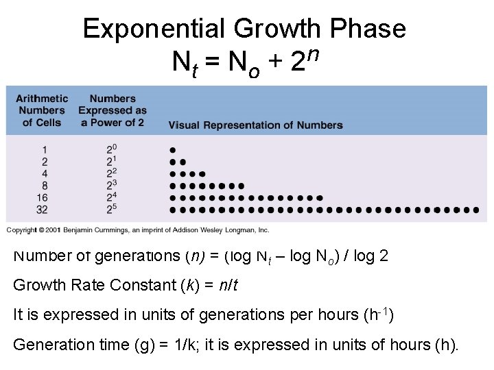 Exponential Growth Phase Nt = N o + 2 n Number of generations (n)