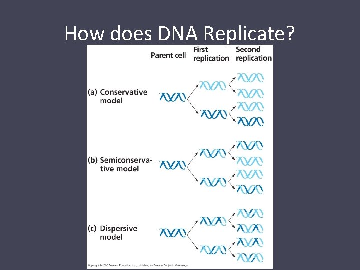 How does DNA Replicate? 