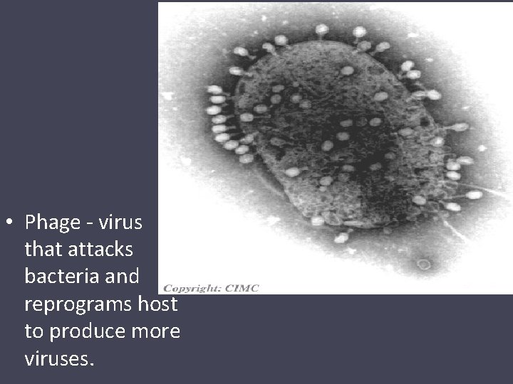  • Phage - virus that attacks bacteria and reprograms host to produce more