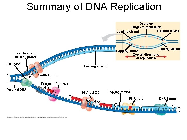 Summary of DNA Replication Overview Origin of replication Lagging strand Leading strand Lagging strand