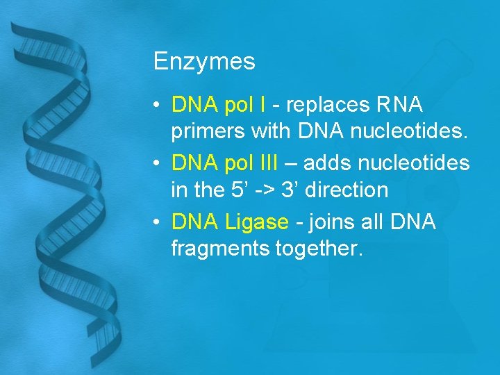 Enzymes • DNA pol I - replaces RNA primers with DNA nucleotides. • DNA