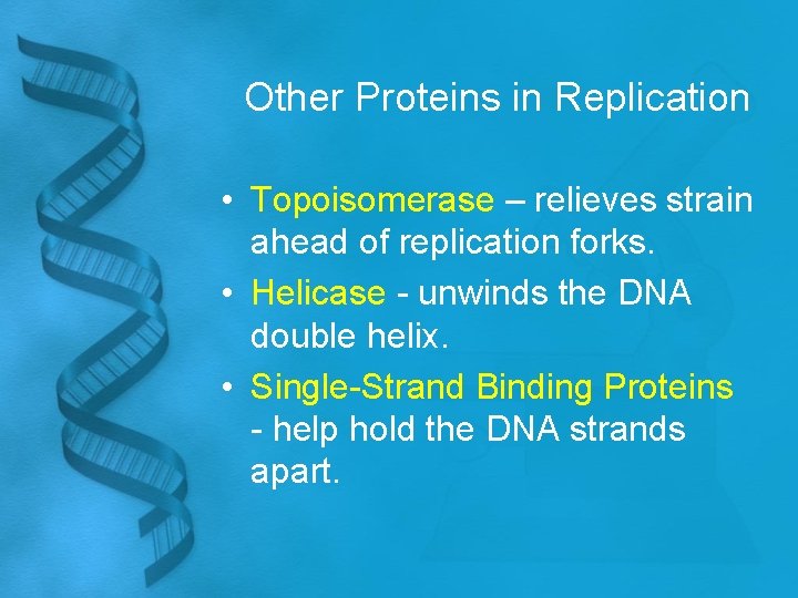 Other Proteins in Replication • Topoisomerase – relieves strain ahead of replication forks. •