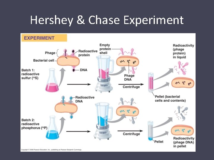 Hershey & Chase Experiment 