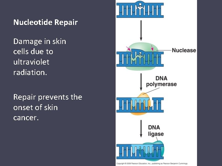 Nucleotide Repair Damage in skin cells due to ultraviolet radiation. Repair prevents the onset