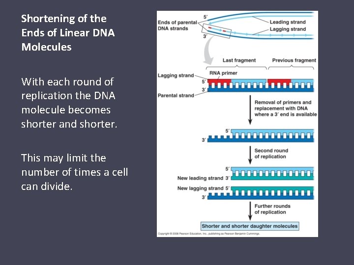 Shortening of the Ends of Linear DNA Molecules With each round of replication the