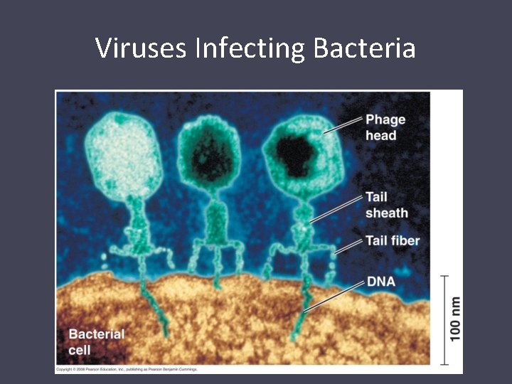 Viruses Infecting Bacteria 