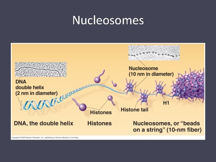 Nucleosomes 
