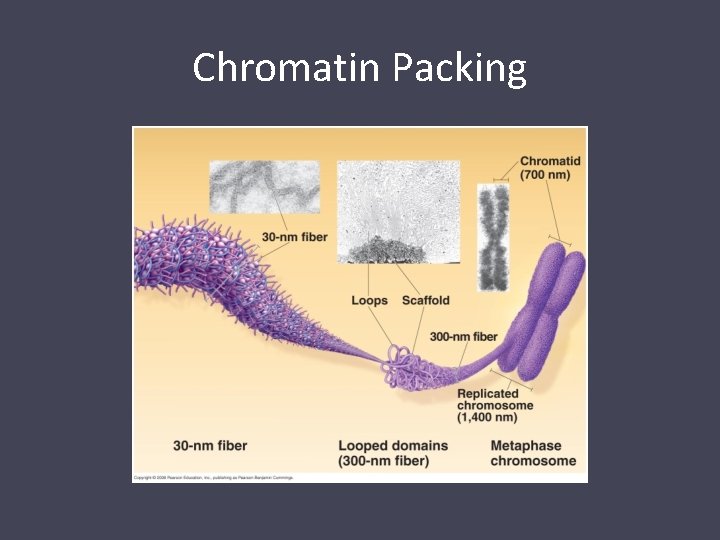 Chromatin Packing 