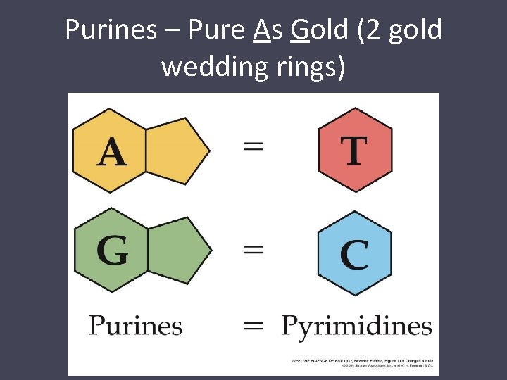 Purines – Pure As Gold (2 gold wedding rings) 