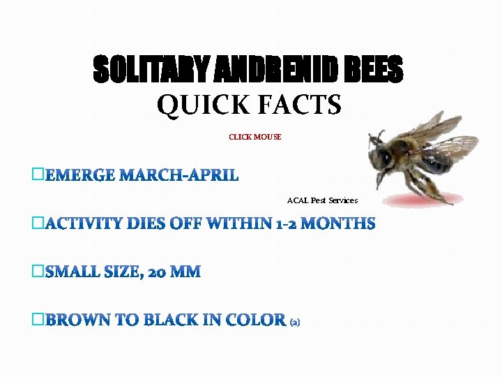 SOLITARY ANDRENID BEES QUICK FACTS CLICK MOUSE � ACAL Pest Services � � �