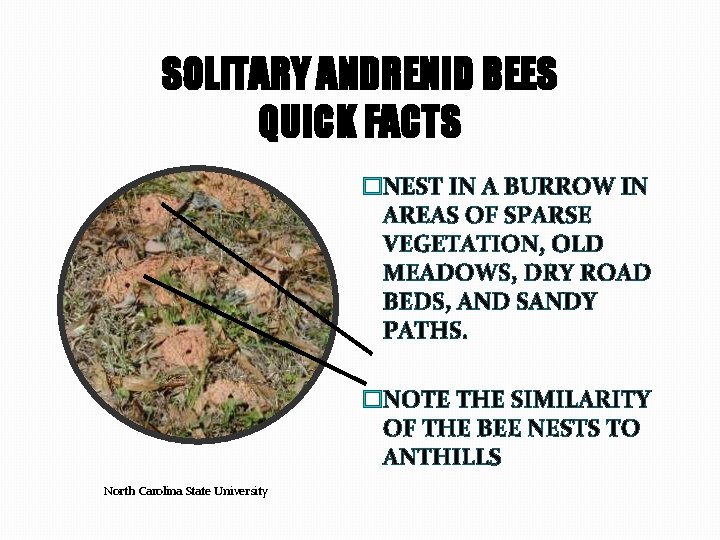 SOLITARY ANDRENID BEES QUICK FACTS �NEST IN A BURROW IN AREAS OF SPARSE VEGETATION,