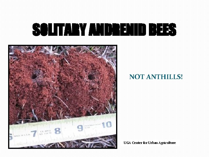 SOLITARY ANDRENID BEES NOT ANTHILLS! UGA Center for Urban Agriculture 