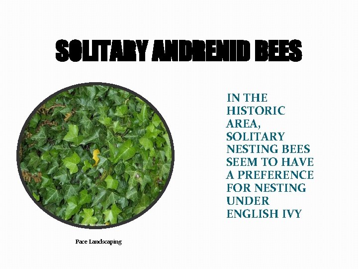 SOLITARY ANDRENID BEES IN THE HISTORIC AREA, SOLITARY NESTING BEES SEEM TO HAVE A
