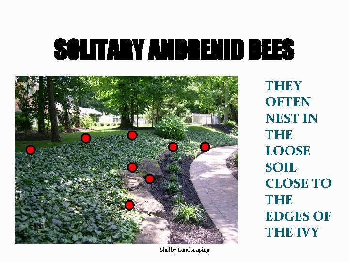 SOLITARY ANDRENID BEES THEY OFTEN NEST IN THE LOOSE SOIL CLOSE TO THE EDGES