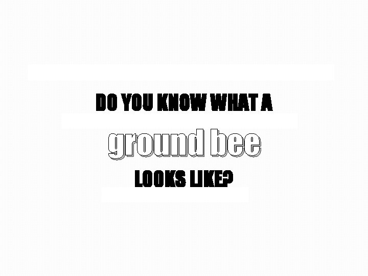 DO YOU KNOW WHAT A ground bee LOOKS LIKE? 