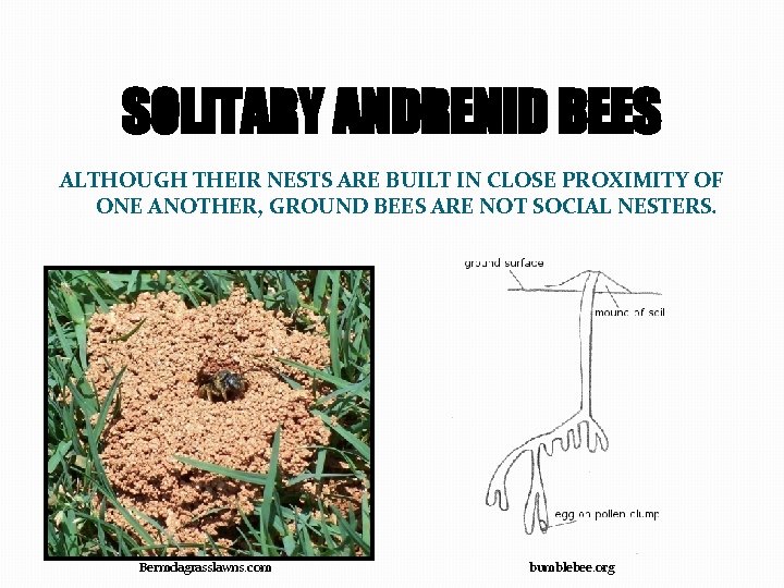 SOLITARY ANDRENID BEES ALTHOUGH THEIR NESTS ARE BUILT IN CLOSE PROXIMITY OF ONE ANOTHER,