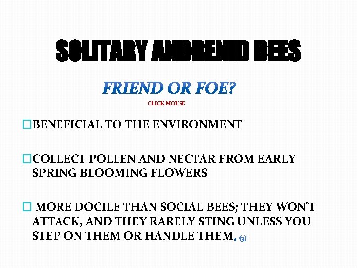 SOLITARY ANDRENID BEES CLICK MOUSE �BENEFICIAL TO THE ENVIRONMENT �COLLECT POLLEN AND NECTAR FROM