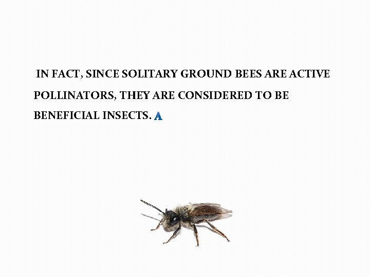  IN FACT, SINCE SOLITARY GROUND BEES ARE ACTIVE POLLINATORS, THEY ARE CONSIDERED TO