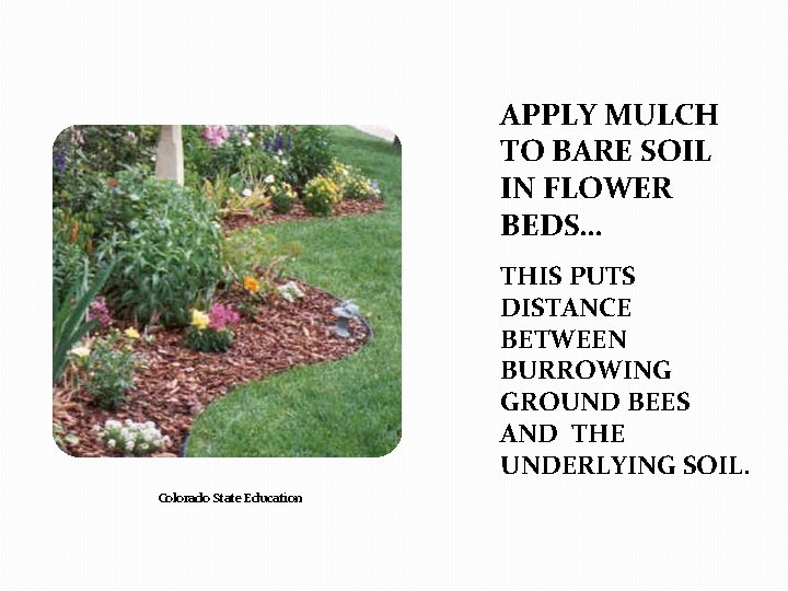 APPLY MULCH TO BARE SOIL IN FLOWER BEDS… THIS PUTS DISTANCE BETWEEN BURROWING GROUND