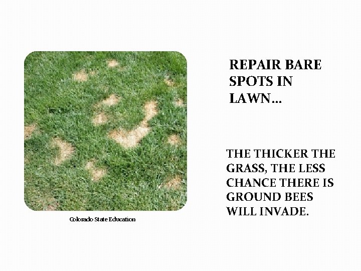 REPAIR BARE SPOTS IN LAWN… Colorado State Education THE THICKER THE GRASS, THE LESS