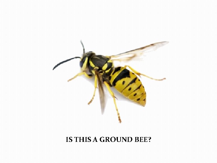 IS THIS A GROUND BEE? 