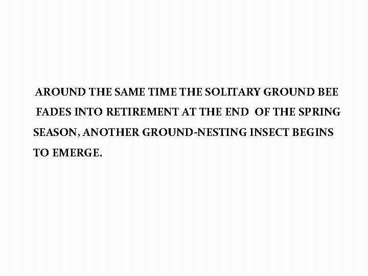  AROUND THE SAME TIME THE SOLITARY GROUND BEE FADES INTO RETIREMENT AT THE