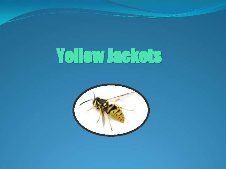 Yellow Jackets 