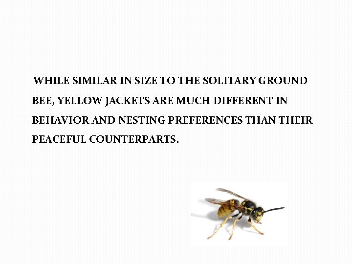  WHILE SIMILAR IN SIZE TO THE SOLITARY GROUND BEE, YELLOW JACKETS ARE MUCH