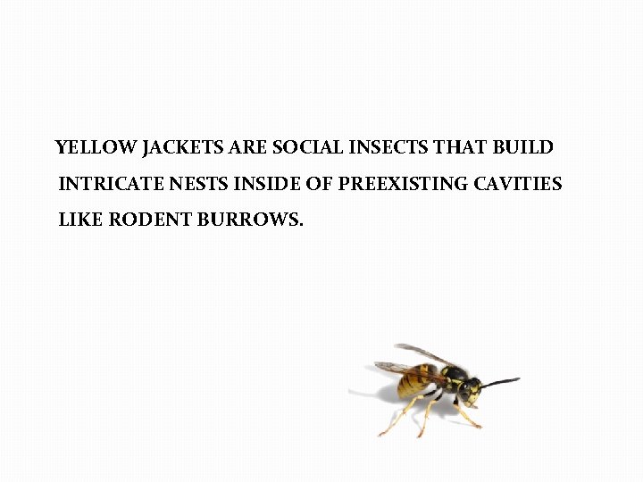  YELLOW JACKETS ARE SOCIAL INSECTS THAT BUILD INTRICATE NESTS INSIDE OF PREEXISTING CAVITIES