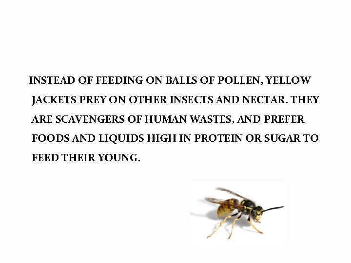  INSTEAD OF FEEDING ON BALLS OF POLLEN, YELLOW JACKETS PREY ON OTHER INSECTS