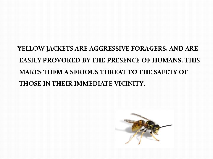 YELLOW JACKETS ARE AGGRESSIVE FORAGERS, AND ARE EASILY PROVOKED BY THE PRESENCE OF HUMANS.