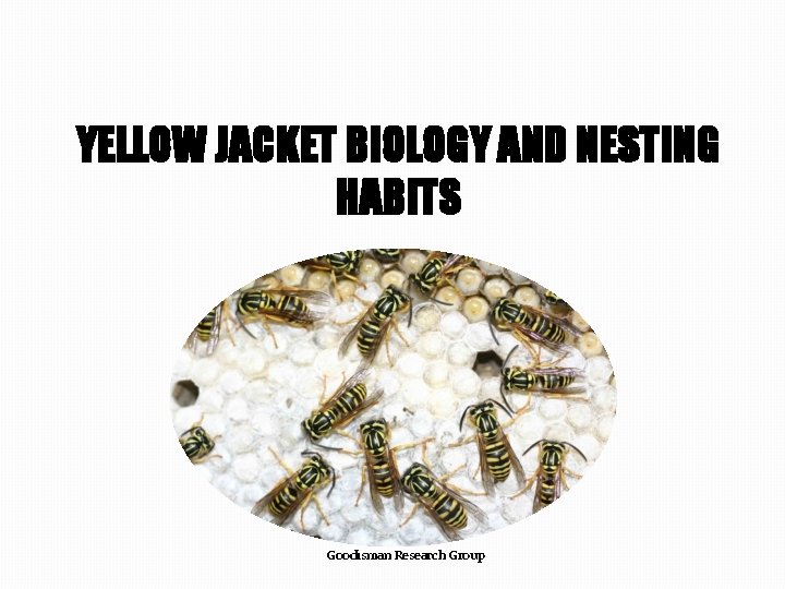 YELLOW JACKET BIOLOGY AND NESTING HABITS Goodisman Research Group 