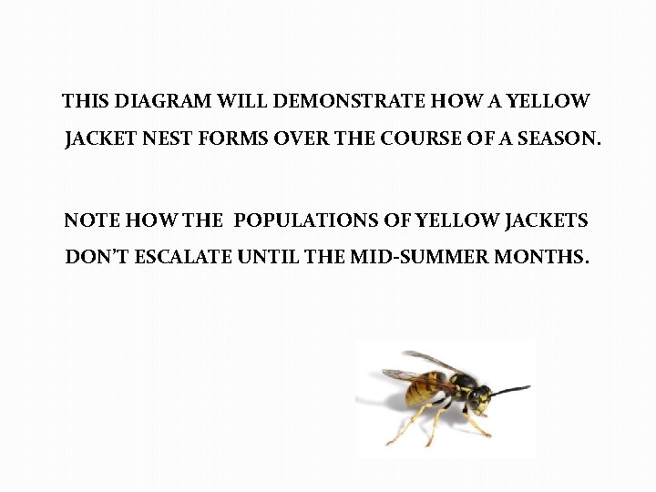 THIS DIAGRAM WILL DEMONSTRATE HOW A YELLOW JACKET NEST FORMS OVER THE COURSE OF