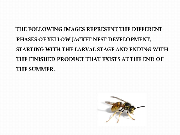 THE FOLLOWING IMAGES REPRESENT THE DIFFERENT PHASES OF YELLOW JACKET NEST DEVELOPMENT, STARTING WITH