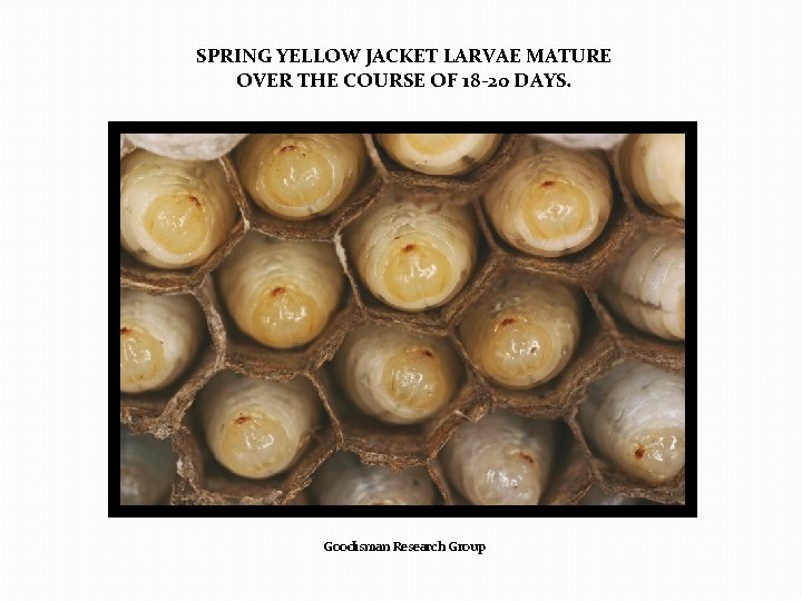 SPRING YELLOW JACKET LARVAE MATURE OVER THE COURSE OF 18 -20 DAYS. Goodisman Research