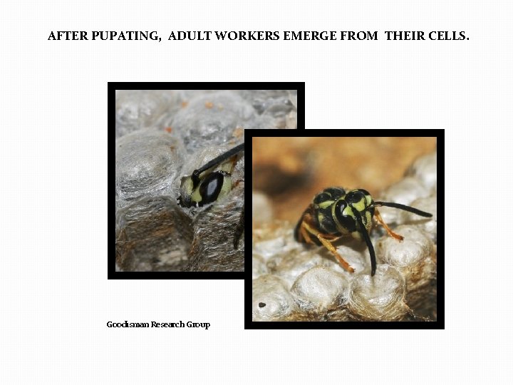 AFTER PUPATING, ADULT WORKERS EMERGE FROM THEIR CELLS. Goodisman Research Group 
