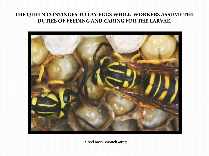 THE QUEEN CONTINUES TO LAY EGGS WHILE WORKERS ASSUME THE DUTIES OF FEEDING AND