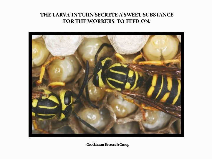 THE LARVA IN TURN SECRETE A SWEET SUBSTANCE FOR THE WORKERS TO FEED ON.