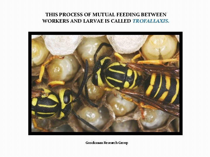 THIS PROCESS OF MUTUAL FEEDING BETWEEN WORKERS AND LARVAE IS CALLED TROFALLAXIS. Goodisman Research