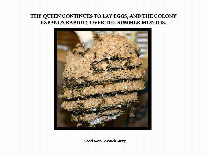 THE QUEEN CONTINUES TO LAY EGGS, AND THE COLONY EXPANDS RAPIDLY OVER THE SUMMER