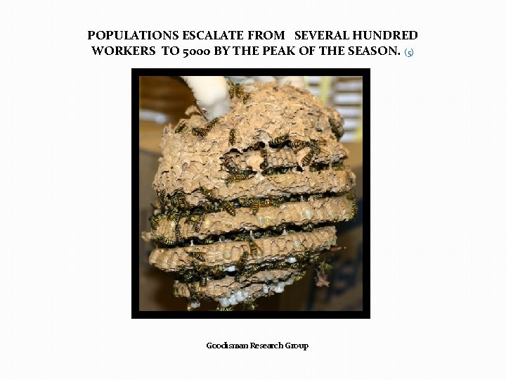 POPULATIONS ESCALATE FROM SEVERAL HUNDRED WORKERS TO 5000 BY THE PEAK OF THE SEASON.