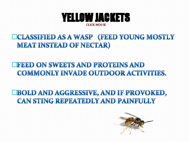 YELLOW JACKETS CLICK MOUSE � � � 