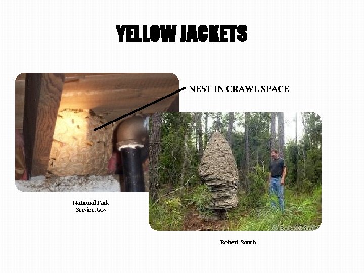 YELLOW JACKETS NEST IN CRAWL SPACE National Park Service. Gov Robert Smith 