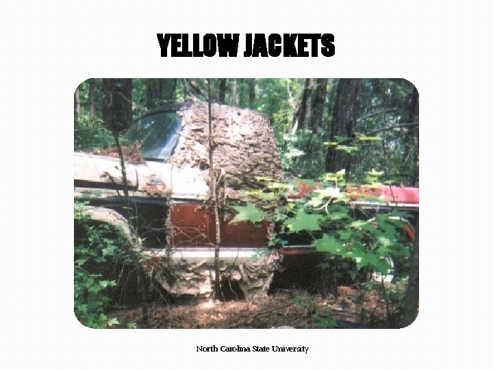 YELLOW JACKETS North Carolina State University 