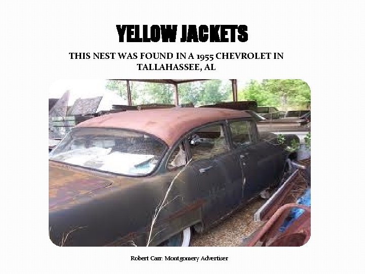 YELLOW JACKETS THIS NEST WAS FOUND IN A 1955 CHEVROLET IN TALLAHASSEE, AL Robert