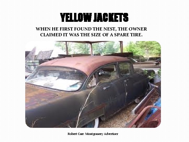 YELLOW JACKETS WHEN HE FIRST FOUND THE NEST, THE OWNER CLAIMED IT WAS THE