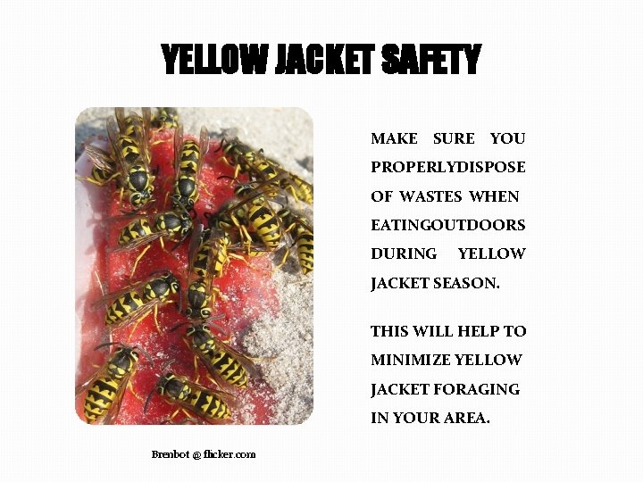 YELLOW JACKET SAFETY MAKE SURE YOU PROPERLY DISPOSE OF WASTES WHEN EATING OUTDOORS DURING