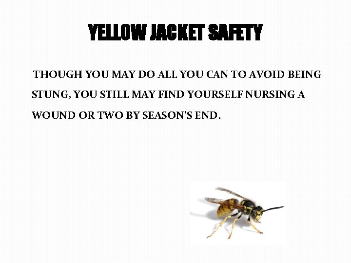 YELLOW JACKET SAFETY THOUGH YOU MAY DO ALL YOU CAN TO AVOID BEING STUNG,