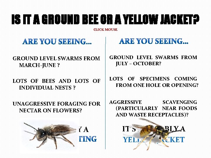 IS IT A GROUND BEE OR A YELLOW JACKET? CLICK MOUSE GROUND LEVEL SWARMS